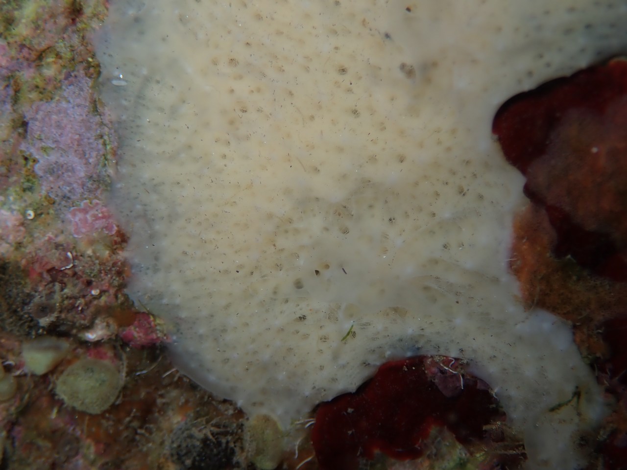 Dysidea fragilis